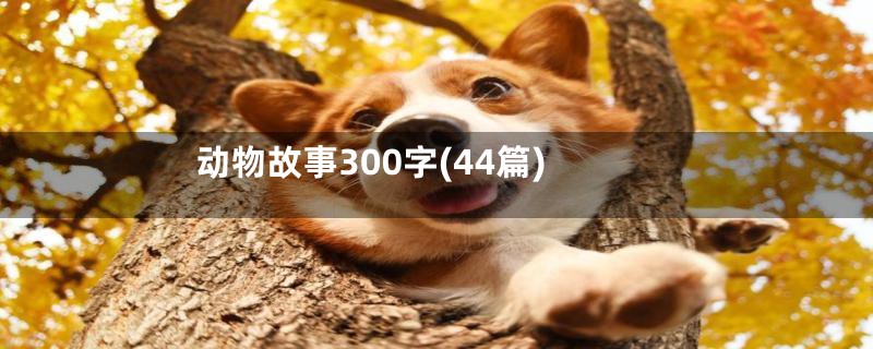 动物故事300字(44篇)