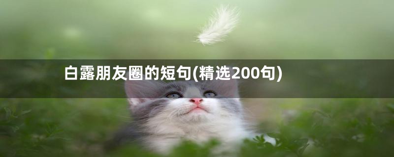 白露朋友圈的短句(精选200句)