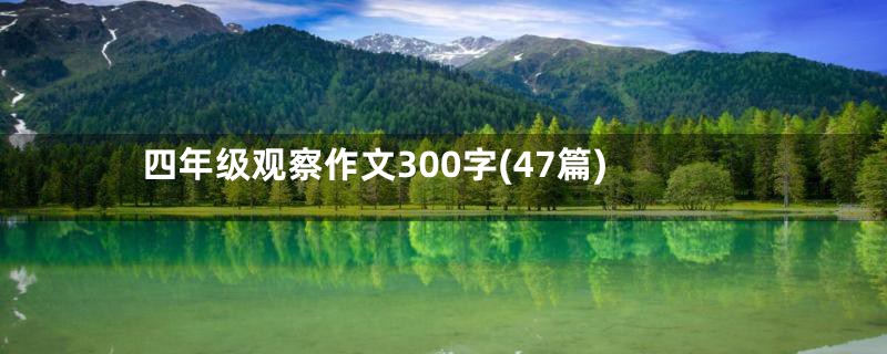 四年级观察作文300字(47篇)