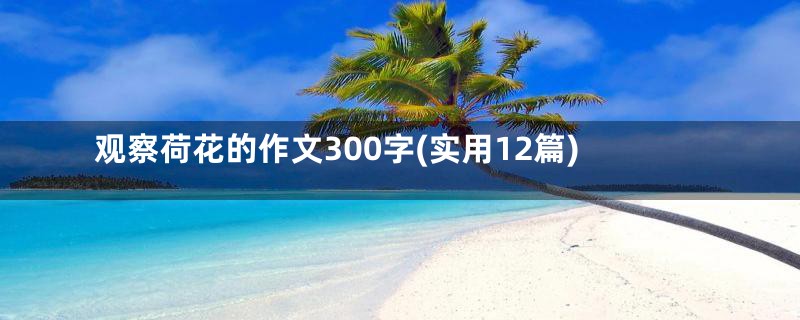 观察荷花的作文300字(实用12篇)