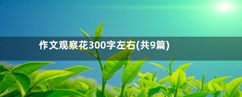 作文观察花300字左右(共9篇)