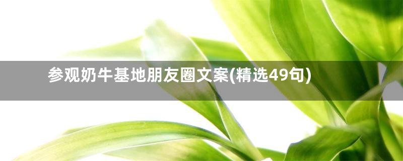 参观奶牛基地朋友圈文案(精选49句)