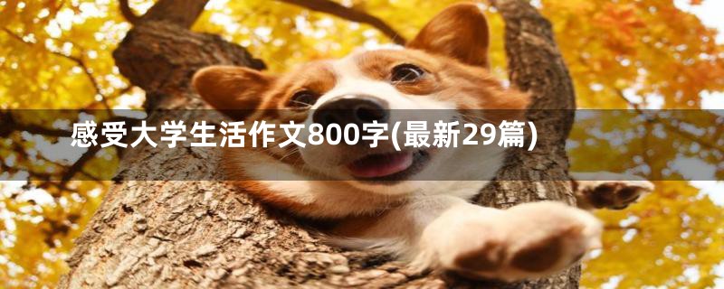 感受大学生活作文800字(最新29篇)