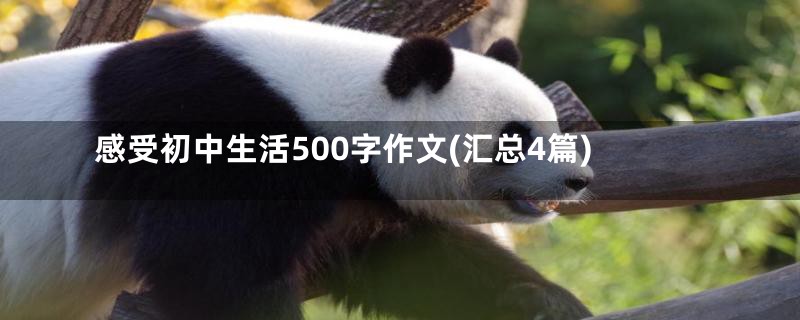 感受初中生活500字作文(汇总4篇)