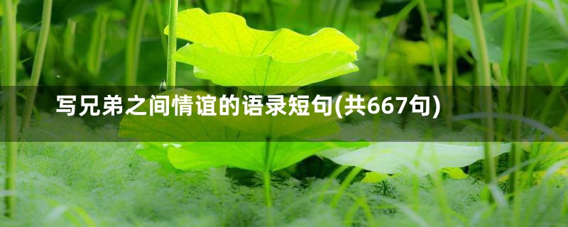 写兄弟之间情谊的语录短句(共667句)