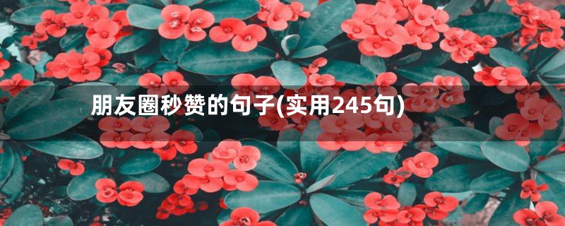 朋友圈秒赞的句子(实用245句)