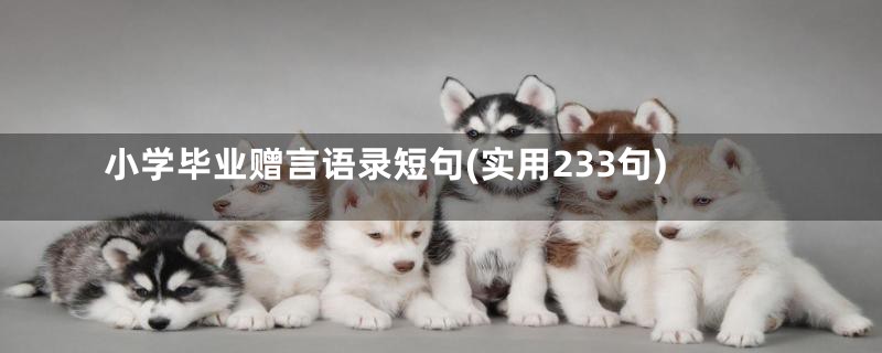 小学毕业赠言语录短句(实用233句)