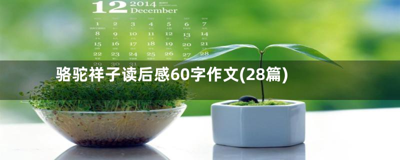 骆驼祥子读后感60字作文(28篇)