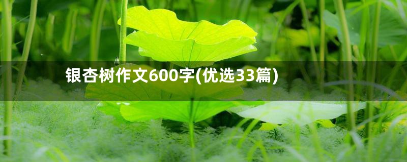 银杏树作文600字(优选33篇)