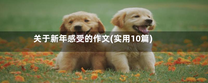 关于新年感受的作文(实用10篇)